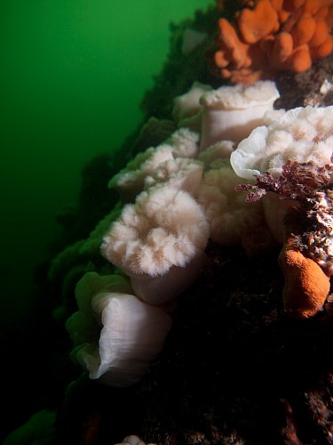 N' Bay Dykambassaden, Seter, Trondheim-Fjord
Unterwater landscape with colonies of Plumose anemone (Metridium senile)  and soft corals (Alcyonium digitatum) on      rocky     ground;     Actinaria, anthozoa, alcyoniidae, Alcyonium      digitatum,  dead man&#39;s  fingers,    dead Seaman&#39;s hand,&nbsp; soft coral,  cnidaria,       octocorallia benthos, coldwater,      cnidaria,    ecosystem,        hexacorallia, Metridium  senile, Plumose      anemone,    sessile,  sea    urchin, echinodermata, echinoidea, underwater,     underwater photo
Ästuar/Lagune/Fjord, Fauna - Korallen, Öffentlicher Bereich/Strand, Biota - marin, Geographie - Gemäßigt
© Wolf Wichmann